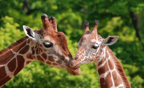 NAJVIŠIM ŽIVOTINJAMA PRETI NESTANAK: Žirafe se nalaze pred izumiranjem