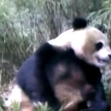 NAPALIO SE MEDA: Ovako izgleda kad PANDA masturbira! (VIDEO)