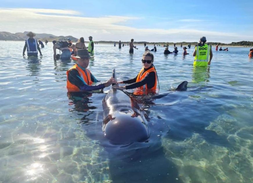 NASUKANO JATO Volonteri na Novom Zelandu spasili 40 kitova (FOTO)