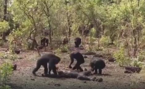 NAUČNICI U ŠOKU Neverovatan snimak: Pobesnele šimpanze prebijaju, ubijaju i JEDU SVOG BIVŠEG VOĐU