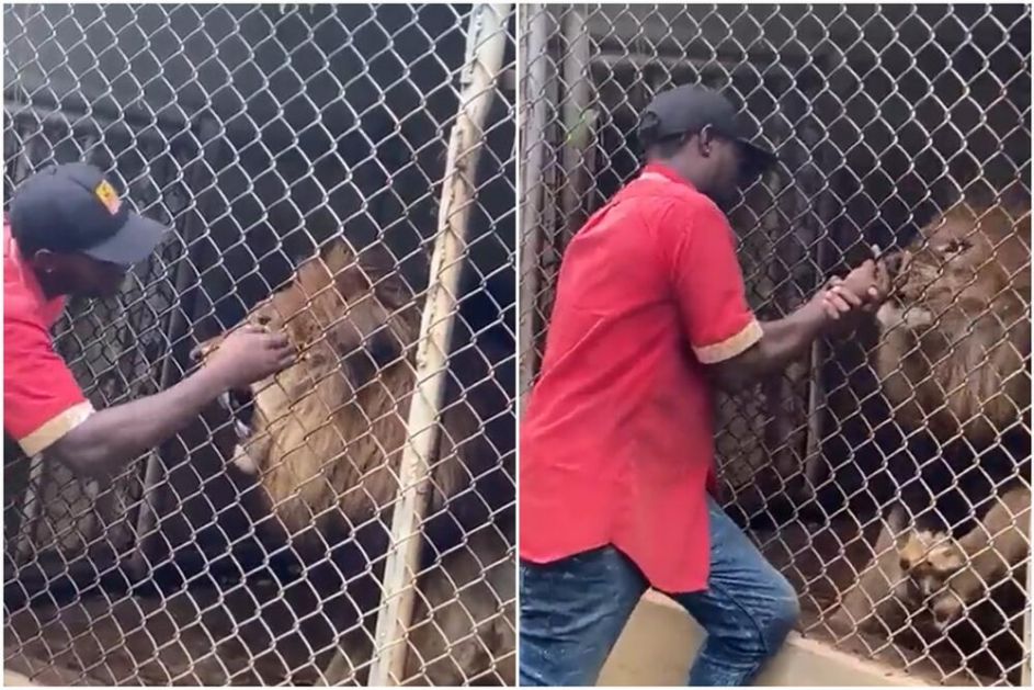 NE DIRAJ LAVA... IKADA! Čuvar u zoo vrtu se pravio važan, zavukao ruku u kavez, zver mu OTKINULA PRST (UZNEMIRUJUĆ VIDEO)