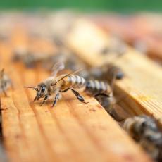 NE SLUTI NA DOBRO: Pčele padaju mrtve, skupljaju ih lopatama