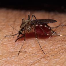 NEĆEMO MOĆI DA SE BRANIMO OD NJIH: Očekuje se najezda komaraca, biće ih najviše u ovim delovima SRBIJE