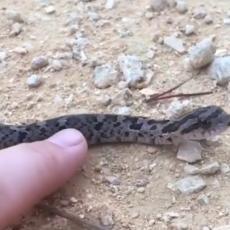 NEĆETE VEROVATI SVOJIM OČIMA! Ova zmija je apsolutni HIT! (VIDEO)
