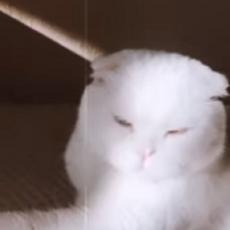 NEKOM JE JEZIVA, NEKOM PREDIVNA! Ova mačka ima različitu boju očiju! (VIDEO)
