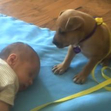 NEODOLJIVA SLATKOĆA POSTOJANJA: Pas je video da je beba zaspala - odmah je krenuo u akciju! (VIDEO)