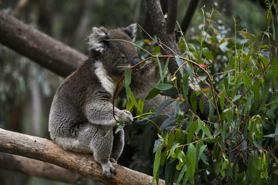 NESTAJE SIMBOL AUSTRALIJE: Za 20 godina populacija koala katastrofalno se srozala, stručnjaci strahuju da će potpuno izumreti