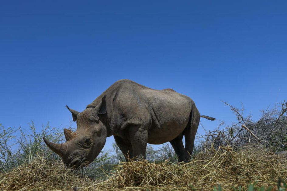 NESTALI IZ MOZAMBIKA PRE VIŠE OD 40 GODINA: Nosorozi ponovo lutaju divljinom, vlasti se nadaju i povratku eko turista VIDEO