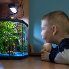 NESVAKIDAŠNJI SLUČAJ: Otac kupio sinu akvarijum sa ribicama pa se debelo pokajao, kad je video šta je unutra PRETRNUO je od straha