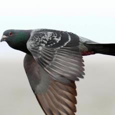 NEVEROVATAN PODVIG: Ptica-robot sa pravim perjem USPEŠNO poletela (VIDEO)
