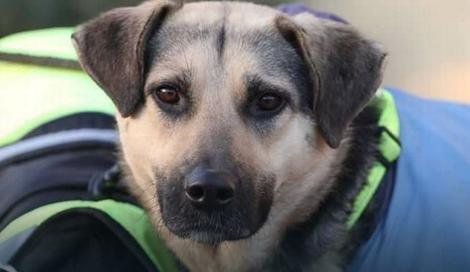 NEVEROVATNA SUDBINA JEDNE LUTALICE U Sarajevu su hteli da je ubiju, u Češkoj postala terapijski pas