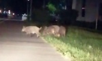 NEVEROVATNO: Divlje svinje u Novom Beogradu (VIDEO)
