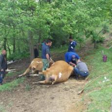 NEVREME HARALO SRBIJOM! Uništeno više od 80 kuća u Sjenici, malinjake potukao grad, grom pobio krave!