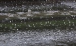 NEVREME STIŽE U SRBIJU: Oluje, grmljavine i obilnije padavine već popodne