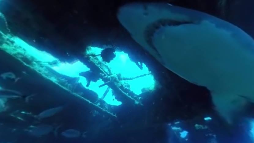 NISU NORMALNI: Ušli su u bazen sa ajkulama i napravili neverovatan 360 video. Čik okrenite kameru ako smete (VIDEO)
