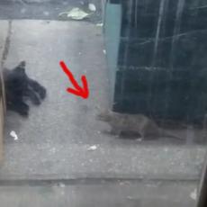 NJUJORŠKI PACOVI SU NAJGORI! Mačka mu je stala na put, pogledajte kako ju je ODUVAO! (VIDEO)
