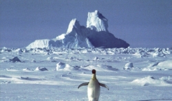 Na Antarktiku rekordnih 20 stepeni Celzijusa u februaru