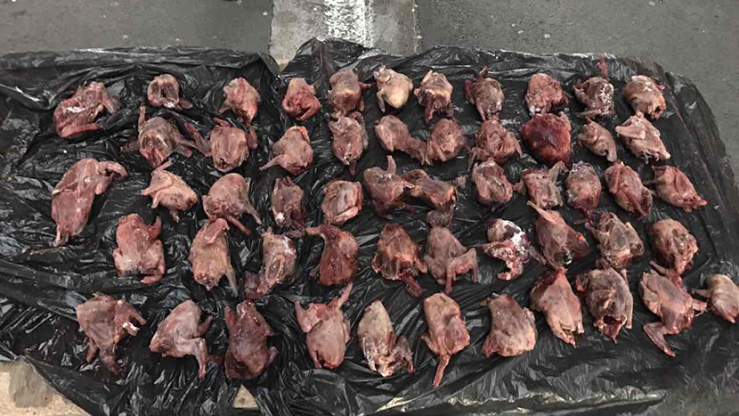 Na Batrovcima zaustavili krijumčara: Kada su otvorili ranac, zatekli su ubijene ptice (FOTO)