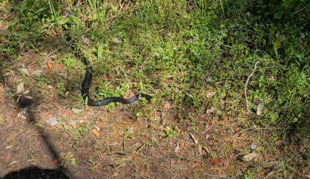 Na Krku se pojavile zmije koje se čudno ponašaju; Reč je o sezoni parenja