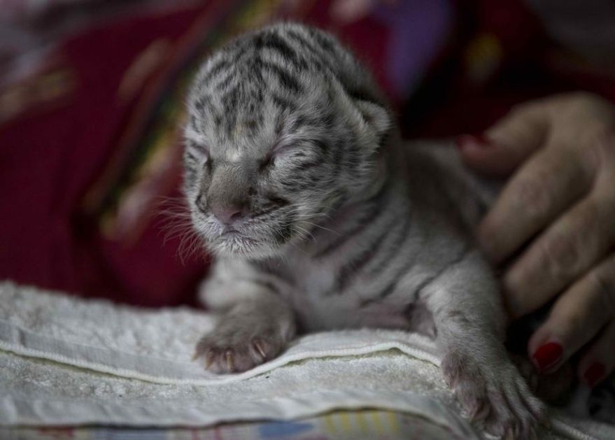 Na Kubi rođeno mladunče belog tigra