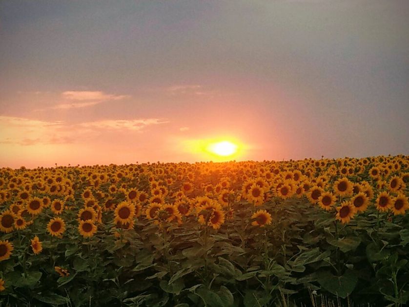 Na Produktnoj berzi počela trgovina novim rodom suncokreta