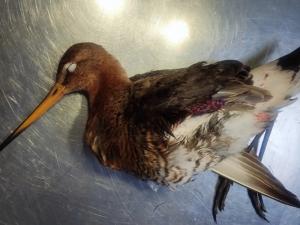 Na “Vlažnim livadama” pronađena povređena barska ptica, smeštena u stacionar “Zoo planeta” 