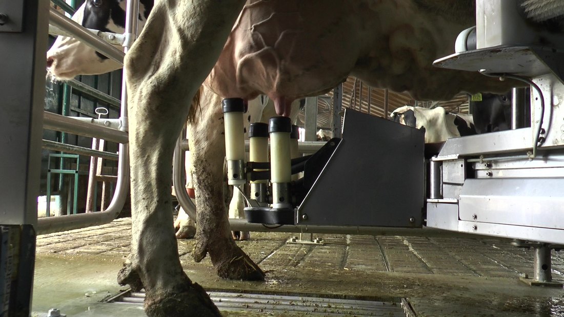 Na farmi Mužlai automatska muža krava povećala količinu mleka za 15 odsto