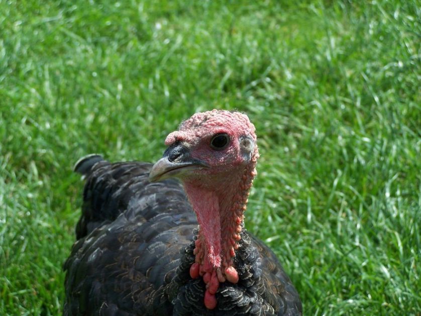 Na farmi ćurki u Mađarskoj otkriven ptičji grip tipa H5N8