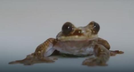 Na jugu Indije otkrivene minijaturne žabe