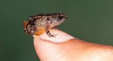 Na jugu Indije otkrivene minijaturne žabe