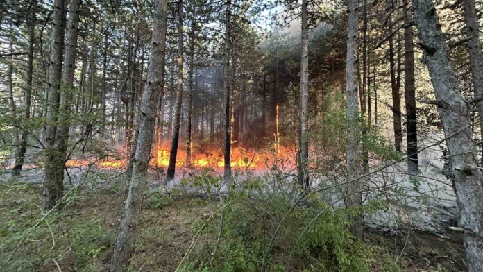 Na jugu Srbije požari zahvatili preko 1.500 hektara šume, najviše goreli četinari