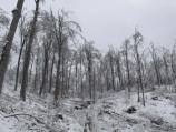 Na jugu zemlje velika šteta u šumama od snega i leda