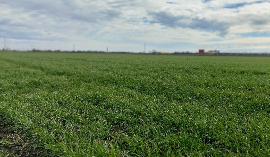 Na poljima pod pšenicom u Vojvodini primetna oštećenja od mraza, ali nema razloga za brigu