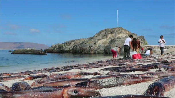 Na popularnoj plaži hiljade uginulih sipa (VIDEO)