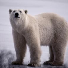 Na prezentaciji u Sankt Peterburgu otrkiven užas: Pogledajte šta se dešava sa polarnim medvedima
