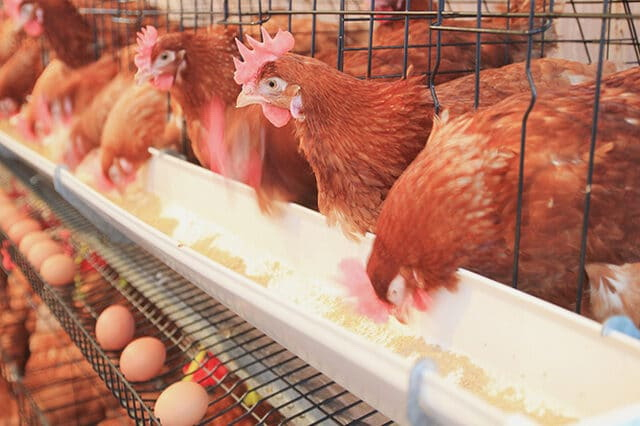 Na prodaju Hibrofarm iz Vranjske Banje, Kompleks za proizvodnju jaja i koka nosilja nudi se za 72,3 miliona dinara