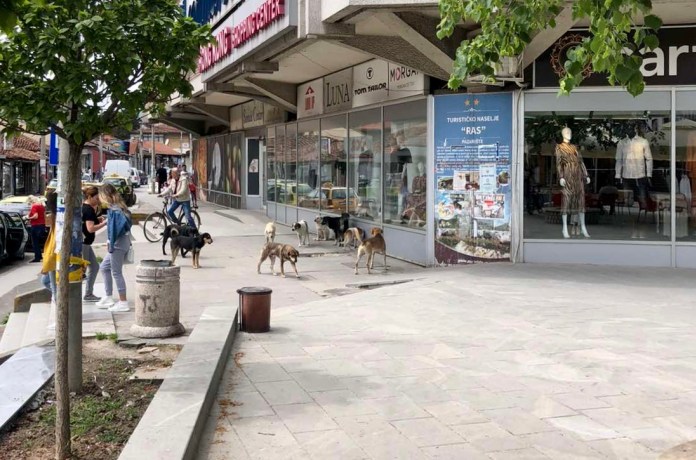 Na ulicama Novog Pazara sve više pasa lutalica