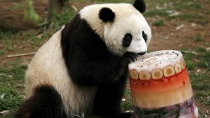 Nacionalni zoološki vrt u Vašingtonu čeka rođenje mladunčeta pande