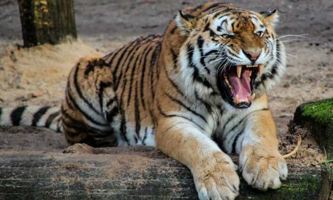 Naduvao se i video tigra: Zvao je policiju u pomoć, svi su mislili da halucinira, ali istina je bila potpuno drugačija (FOTO)