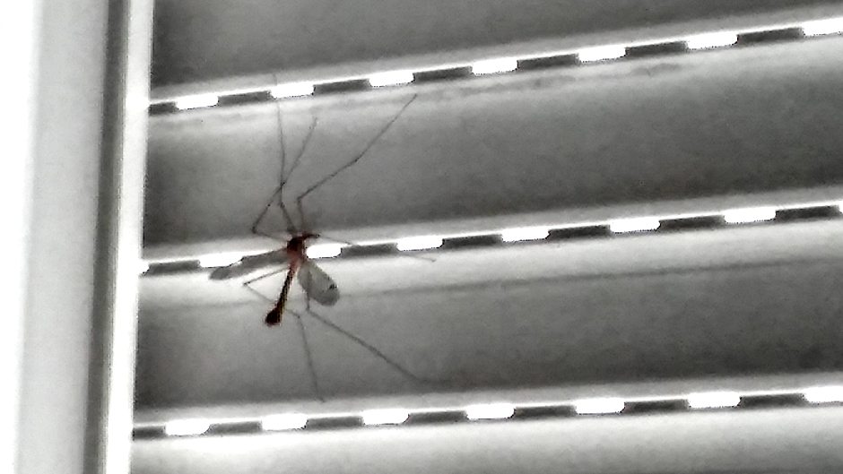 Najezda komaraca, počinje rat u Beogradu