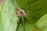 Najezda na Stari kontinent: Otrovne vrste paukova hrle u Evropu