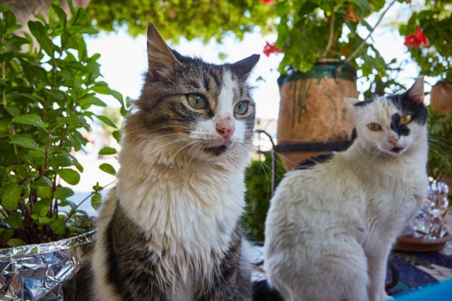 Najjače mačke u Evropi: Jedu ugrožene ptice, a sloboda im zagarantovana