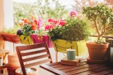 Najlepše 4 biljke za vašu terasu u proleće: Pravo je vreme da ih posadite