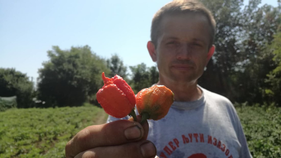 Najljuće paprike se gaje i u Srbiji