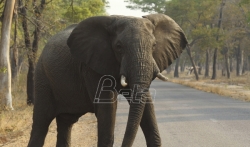Najmanje 55 slonova umrlo od gladi u Zimbabveu za dva meseca