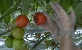 Najmoćnije jedinjenje za organizam je u paradajzu, ali šta ako pojedete više od 5?