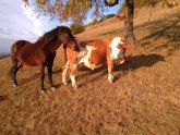 Najneobičniji ljubavni trougao: Konj Soko zaljubljen u kravu Šarku, kobila ljubomorna FOTO