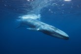 Najređi kit na svetu viđen tek drugi put u istoriji čovečanstva FOTO/VIDEO