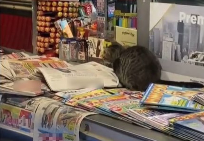 Najslađi lopov u Beogradu – ova maca na kiosku je nasmejala Beograđane na Instagramu