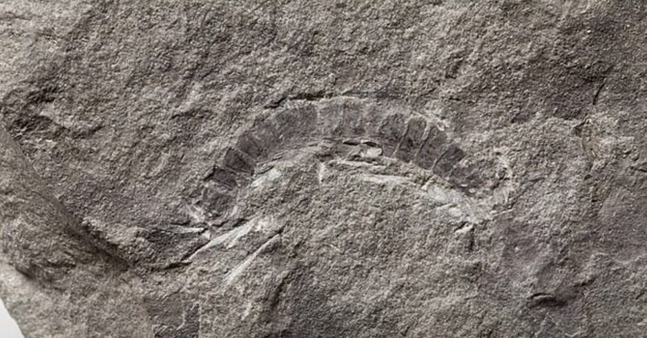 Najstarija buba na svetu: Otkriven fosil star oko 425 miliona godina